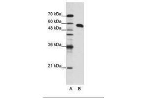 Image no. 1 for anti-Non-POU Domain Containing, Octamer-Binding (NONO) (N-Term) antibody (ABIN202609) (NONO 抗体  (N-Term))
