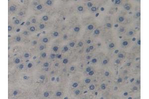 Immunohistochemistry (IHC) image for anti-Complement Component C7 (C7) (AA 1-144) antibody (ABIN7443419)