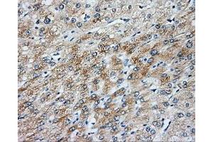 Immunohistochemical staining of paraffin-embedded liver tissue using anti-NIT2 mouse monoclonal antibody.