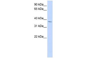 WB Suggested Anti-NKX2-3 Antibody Titration:  0. (NK2 Homeobox 3 抗体  (Middle Region))