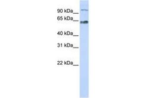 Image no. 1 for anti-MAU2 Sister Chromatid Cohesion Factor (MAU2) (C-Term) antibody (ABIN6741294) (MAU2/KIAA0892 抗体  (C-Term))