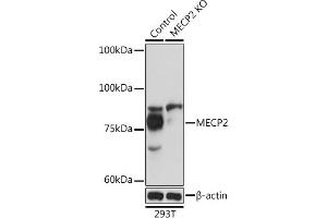 Western blot analysis of extracts from normal (control) and MECP2 Rabbit pAb knockout (KO) 293T cells, using MECP2 Rabbit pAb antibody (ABIN1680812, ABIN1680811, ABIN5663752 and ABIN6213962) at 1:1000 dilution. (MECP2 抗体  (AA 1-280))