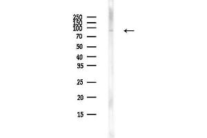 anti-Macrophage Stimulating 1 (Hepatocyte Growth Factor-Like) (MST1) (pThr367) antibody