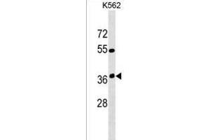 OR12D3 Antibody (C-term) (ABIN1537054 and ABIN2849868) western blot analysis in K562 cell line lysates (35 μg/lane). (OR12D3 抗体  (C-Term))