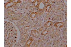 Immunohistochemistry of paraffin-embedded human kidney tissue using ABIN7168775 at dilution of 1:100 (Selenoprotein P (SELENOP) (AA 20-381) 抗体)