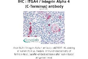 Image no. 1 for anti-Integrin alpha 4 (ITGA4) (C-Term) antibody (ABIN1736069) (ITGA4 抗体  (C-Term))