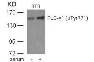 Western blot analysis of extracts from 3T3 cells untreated or treated with serum using PLC-g1(phospho-Tyr771) Antibody. (Phospholipase C gamma 1 抗体  (pTyr771))
