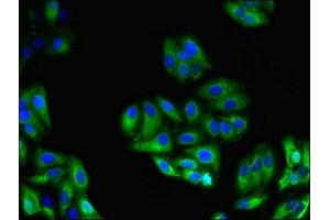 Immunofluorescent analysis of HepG2 cells using ABIN7154273 at dilution of 1:100 and Alexa Fluor 488-congugated AffiniPure Goat Anti-Rabbit IgG(H+L) (GPC4 抗体  (AA 19-210))