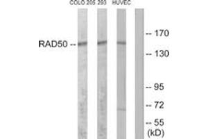 Western blot analysis of extracts from COLO205/293/HuvEc cells, using RAD50 Antibody. (RAD50 抗体  (AA 681-730))