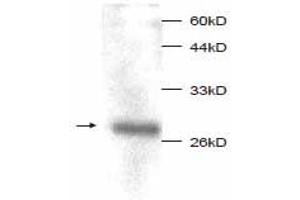 Western Blotting (WB) image for anti-Macrophage Migration Inhibitory Factor (Glycosylation-Inhibiting Factor) (MIF) (full length) antibody (ABIN1854218) (MIF 抗体  (full length))