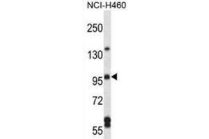 Western Blotting (WB) image for anti-rho Guanine Nucleotide Exchange Factor (GEF) 26 (ARHGEF26) antibody (ABIN2997277) (SGEF 抗体)