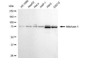 Western blotting analysis using mitofusin 1 antibody (ABIN7799439). (Recombinant MFN1 抗体)