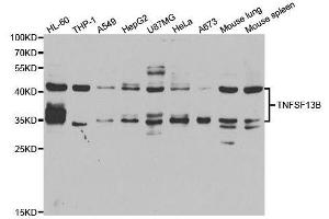 Western blot analysis of extracts of various cell lines, using TNFSF13B antibody. (BAFF 抗体  (AA 76-285))
