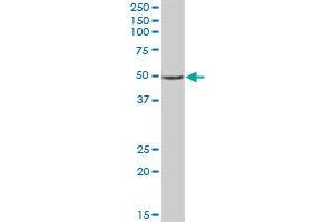 C20orf3 MaxPab polyclonal antibody. (APMAP 抗体  (AA 1-416))