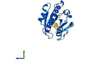 Protein Structure (PS) image for ADP-Ribosylation Factor-Like 8A (ARL8A) (AA 1-186) protein (His tag) (ABIN7559909)