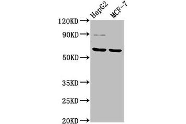 FPGS anticorps  (AA 443-546)