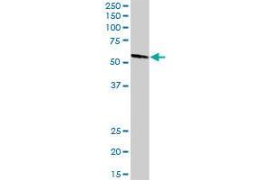 MPP1 MaxPab rabbit polyclonal antibody. (MPP1 抗体  (AA 1-466))