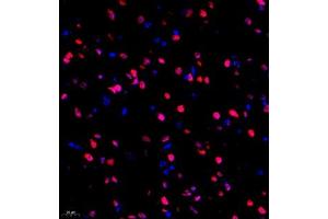 Immunofluorescence of paraffin embedded mouse brain using HRP3 (ABIN7074198) at dilution of 1:2000 (400x lens) (HDGFRP3 抗体)