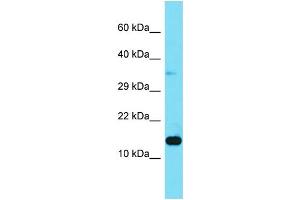 Host: Rabbit Target Name: LAMTOR3 Sample Type: 293T Whole Cell lysates Antibody Dilution: 1. (MAPKSP1 抗体  (N-Term))