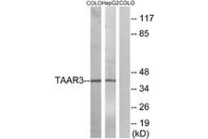 Western blot analysis of extracts from COLO/HepG2 cells, using TAAR3 Antibody. (TAAR3 抗体  (AA 206-255))