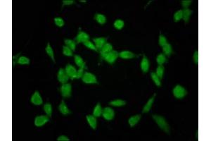 Immunofluorescence (IF) image for anti-SNF2 Histone Linker PHD RING Helicase, E3 Ubiquitin Protein Ligase (SHPRH) (AA 1362-1512) antibody (ABIN7151213)