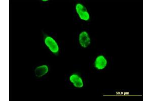 Immunofluorescence of purified MaxPab antibody to SUMO3 on HeLa cell. (SUMO3 抗体  (AA 1-103))