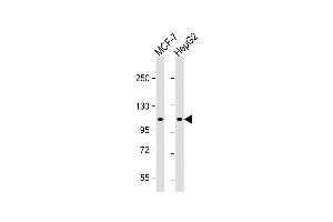 All lanes : Anti-G9L1 Antibody  at 1:1000 dilution Lane 1: MCF-7 whole cell lysate Lane 2: HepG2 whole cell lysate Lysates/proteins at 20 μg per lane. (ATG9A 抗体  (AA 723-753))