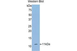 Western Blotting (WB) image for anti-Collagen, Type II, alpha 1 (COL2A1) (AA 1386-1467) antibody (ABIN7435403)