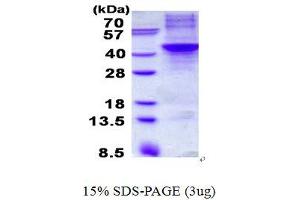 Image no. 1 for Apolipoprotein H (Beta-2-Glycoprotein I) (APOH) protein (His tag) (ABIN1098711) (APOH Protein (His tag))