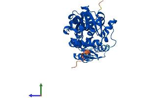 Protein Structure (PS) image for Serine Racemase (SRR) (AA 1-340) protein (His tag) (ABIN7546357)