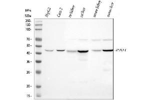 Western blot analysis of PAH using anti-PAH antibody (ABIN5518942).