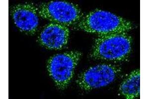 Confocal immunofluorescent analysis of Hela cells using MUTYH Antibody , followed by Alexa Fluor® 488-conjugated goat anti-rabbit lgG (green). (MUTYH 抗体  (Middle Region))