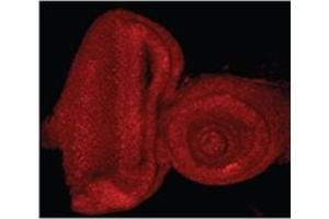 AP32085PU-N E2F1 Antibody staining of the Drosophila Eye-Antennal Imaginal Disc at 0. (E2F1 抗体  (Internal Region))
