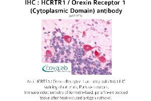 Image no. 1 for anti-Hypocretin (Orexin) Receptor 1 (HCRTR1) (3rd Cytoplasmic Domain) antibody (ABIN1735352) (HCRTR1 抗体  (3rd Cytoplasmic Domain))