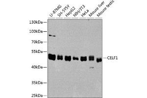 Western blot analysis of extracts of various cell lines, using CELF1 antibody (ABIN6131012, ABIN6138399, ABIN6138400 and ABIN6221641) at 1:1000 dilution. (CELF1 抗体  (AA 108-483))