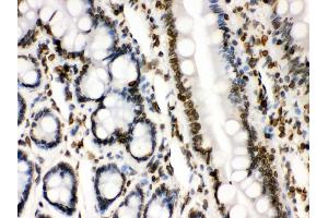 Anti- Lamin B1 Picoband antibody, IHC(P) IHC(P): Rat Intestine Tissue (Lamin B1 抗体  (AA 266-583))