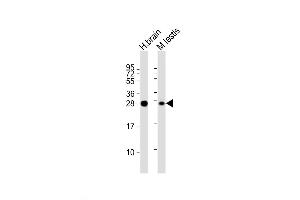 Western Blot at 1:2000 dilution Lane 1: human brain lysate Lane 2: mouse testis lysate Lysates/proteins at 20 ug per lane. (PLD6 抗体  (AA 125-154))