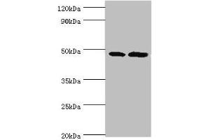 Western blot All lanes: AP1M2 antibody at 2 μg/mL Lane 1: Mouse small intestine tissue Lane 2: Mouse kidney tisueSecondary Goat polyclonal to rabbit IgG at 1/10000 dilution Predicted band size: 48 kDa Observed band size: 48 kDa (AP1m2 抗体  (AA 164-423))