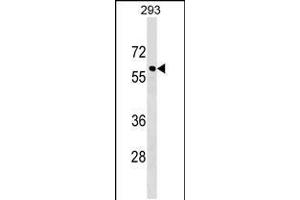 Western blot analysis in 293 cell line lysates (35ug/lane). (CACNB3 抗体  (C-Term))