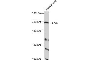 Western blot analysis of extracts of mouse lung, using LY75 antibody  at 1:1000 dilution. (LY75/DEC-205 抗体  (AA 440-680))