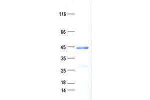 Validation with Western Blot (C14ORF79 Protein (His tag))