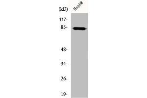 Western Blot analysis of HepG2 cells using DCAMKL2 Polyclonal Antibody (DCLK2 抗体  (N-Term))