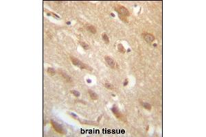 C7orf36 Antibody (Center) (ABIN657250 and ABIN2846348) immunohistochemistry analysis in formalin fixed and paraffin embedded human brain tissue followed by peroxidase conjugation of the secondary antibody and DAB staining. (YAE1D1 抗体  (AA 131-160))