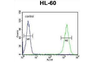 ZNF30 Antibody (N-term) flow cytometric analysis of HL-60 cells (right histogram) compared to a negative control cell (left histogram).