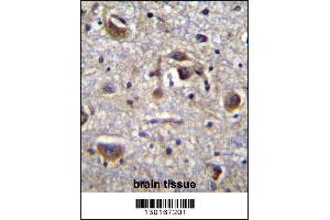 MAPK14 Antibody (Center T180/Y182) immunohistochemistry analysis in formalin fixed and paraffin embedded human brain tissue followed by peroxidase conjugation of the secondary antibody and DAB staining. (MAPK14 抗体  (AA 158-192))