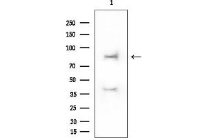 Western blot analysis of lysates from HUVEC cells, using CDH11 Mouse Monoclonal Antibody at 1/1000 dilution.