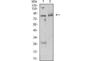 Western blot analysis using UHRF1 mouse mAb against MCF-7 (1) and Hela (2) cell lysate. (UHRF1 抗体  (AA 616-755))