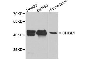 Western blot analysis of extract of various cells, using CHI3L1 antibody. (CHI3L1 抗体)