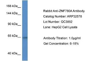 WB Suggested Anti-ZNF780A Antibody   Titration: 1. (ZNF780A 抗体  (N-Term))