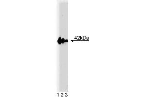 Western blot analysis of Flotillin-2 on human endothelial cell lysate. (Flotillin 2 抗体  (AA 122-379))